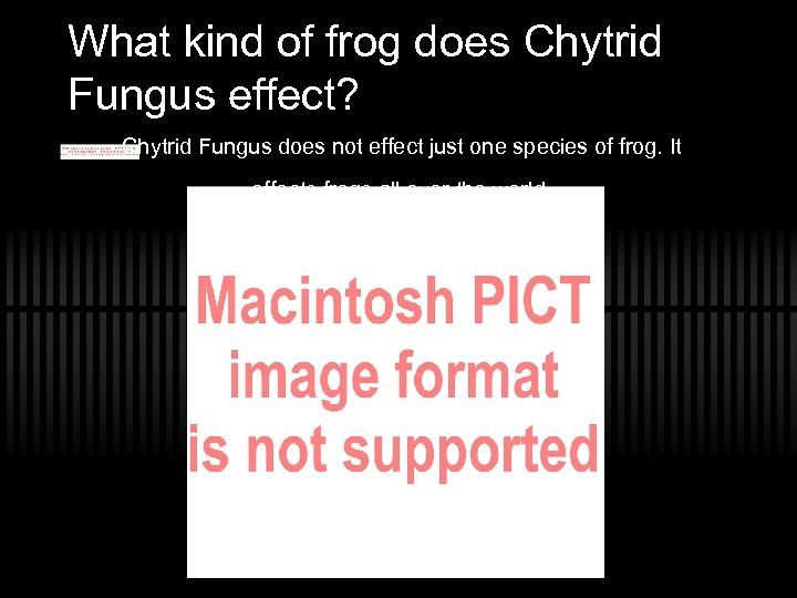 What kind of frog does Chytrid Fungus effect? Chytrid Fungus does not effect just