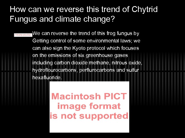 How can we reverse this trend of Chytrid Fungus and climate change? We can