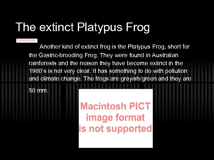 The extinct Platypus Frog Another kind of extinct frog is the Platypus Frog, short