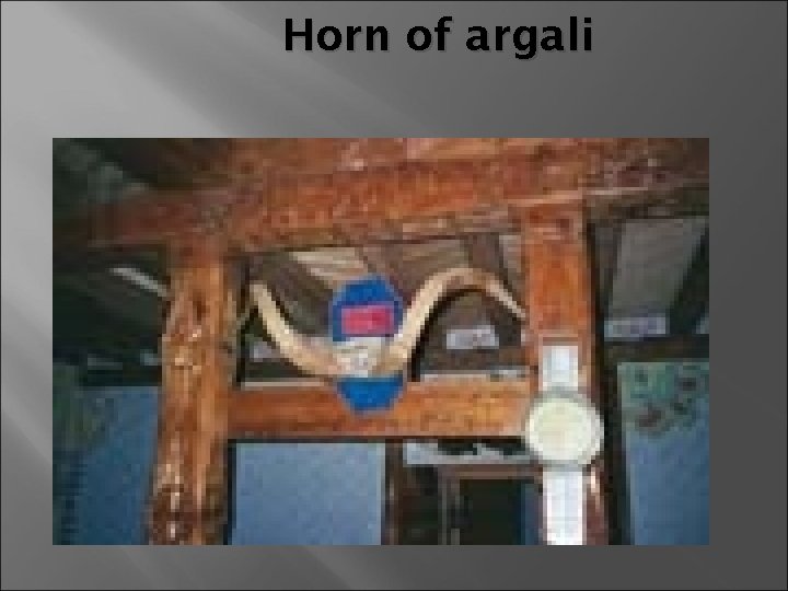 Horn of argali 