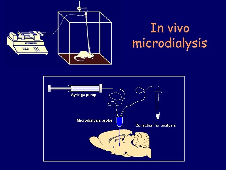 In vivo microdialysis 