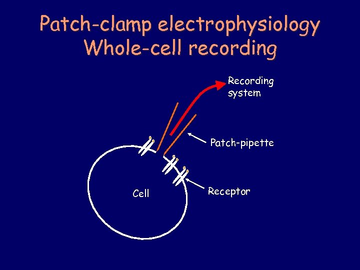 Patch-clamp electrophysiology Whole-cell recording Recording system Patch-pipette Cell Receptor 