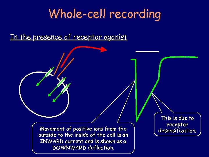 Whole-cell recording In the presence of receptor agonist Movement of positive ions from the