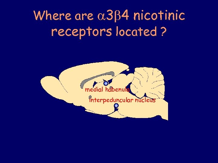 Where are 3 4 nicotinic receptors located ? medial habenula interpeduncular nucleus 