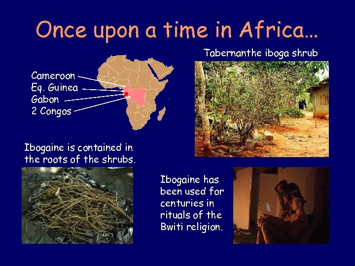 Once upon a time in Africa… Tabernanthe iboga shrub Cameroon Eq. Guinea Gabon 2