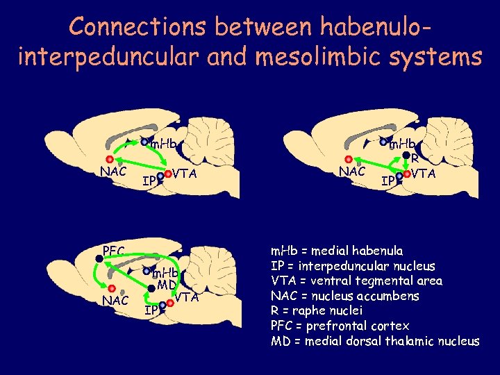 Connections between habenulointerpeduncular and mesolimbic systems m. Hb NAC IP VTA PFC NAC m.