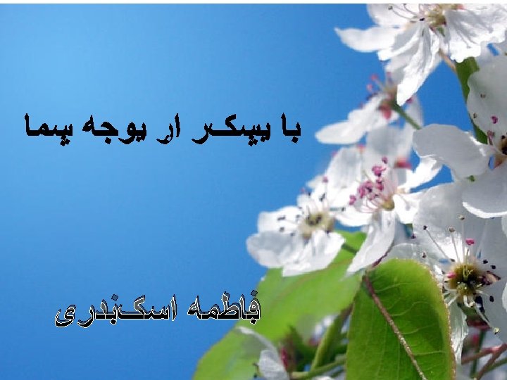  ﻓﺎﻃﻤﻪ ﺍﺳکﻨﺪﺭی 