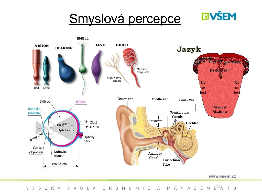 Smyslová percepce 28 