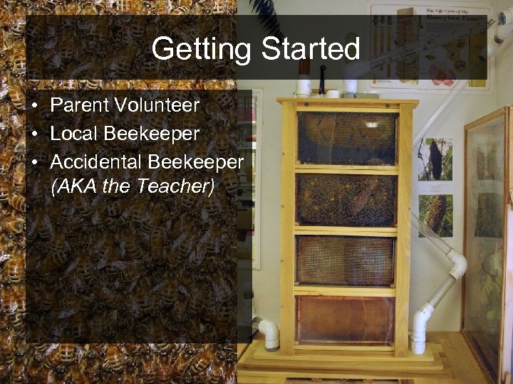 Getting Started • Parent Volunteer • Local Beekeeper • Accidental Beekeeper (AKA the Teacher)