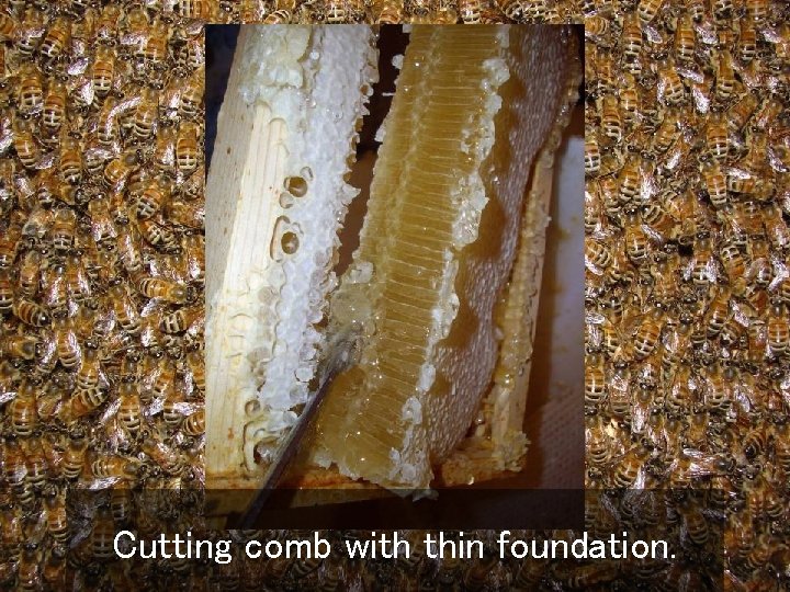 Cutting comb with thin foundation. 