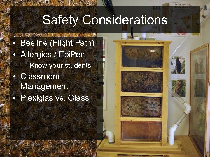 Safety Considerations • Beeline (Flight Path) • Allergies / Epi. Pen – Know your