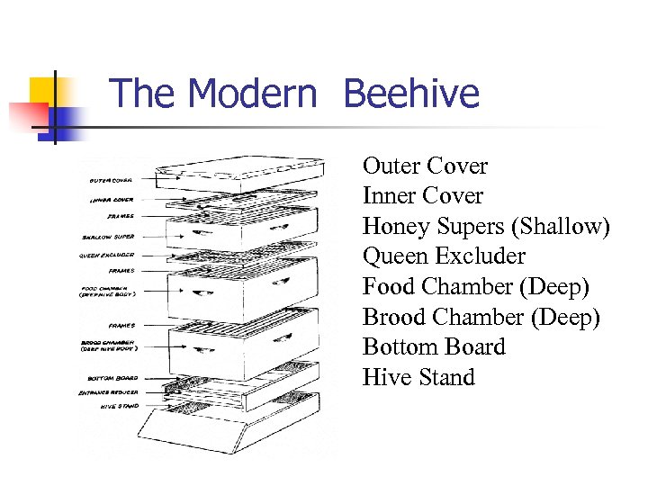 The Modern Beehive Outer Cover Inner Cover Honey Supers (Shallow) Queen Excluder Food Chamber