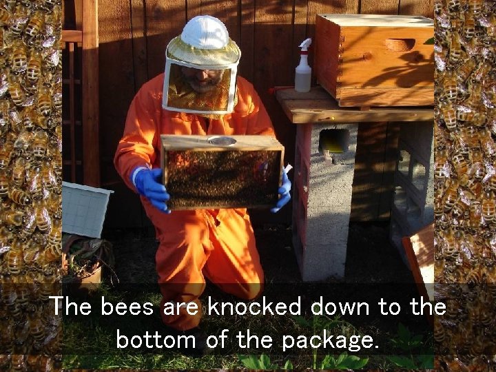 The bees are knocked down to the bottom of the package. 
