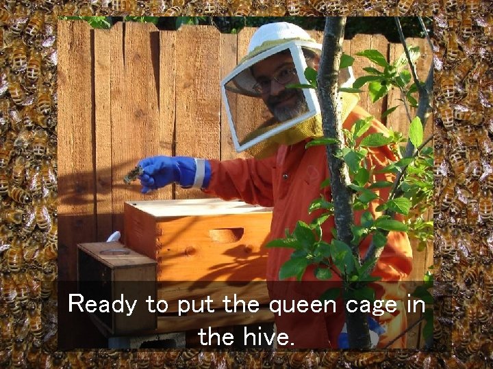 Ready to put the queen cage in the hive. 