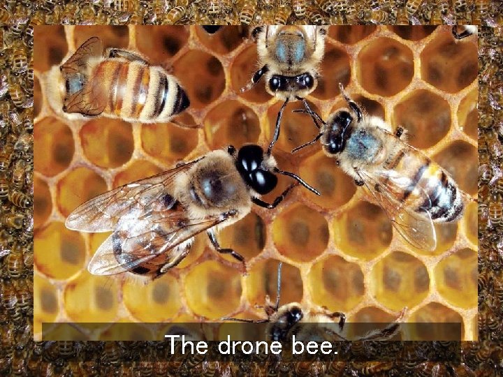 The drone bee. 