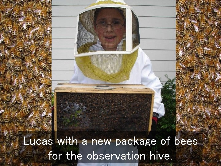 Lucas with a new package of bees for the observation hive. 