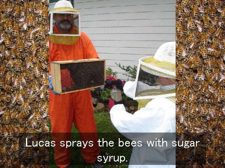 Lucas sprays the bees with sugar syrup. 