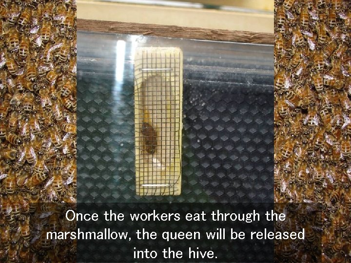 Once the workers eat through the marshmallow, the queen will be released into the