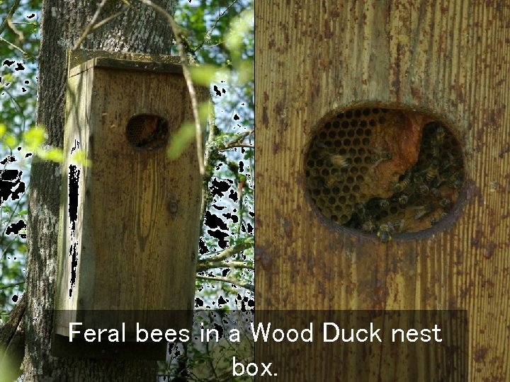 Feral bees in a Wood Duck nest box. 