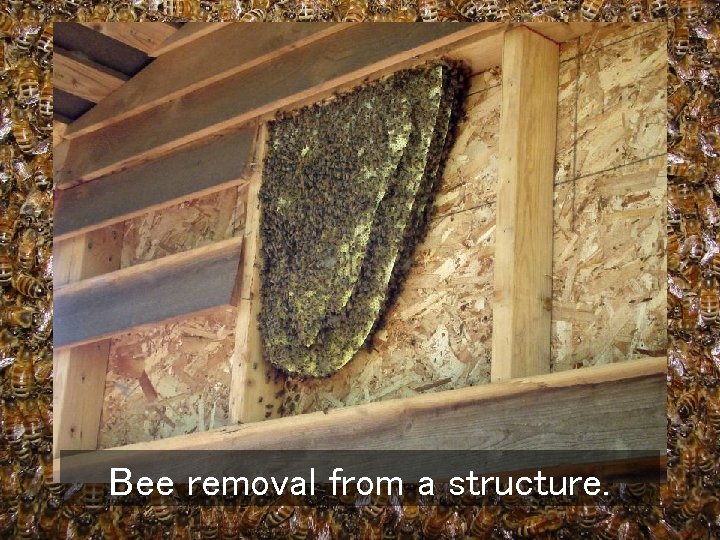 Bee removal from a structure. 