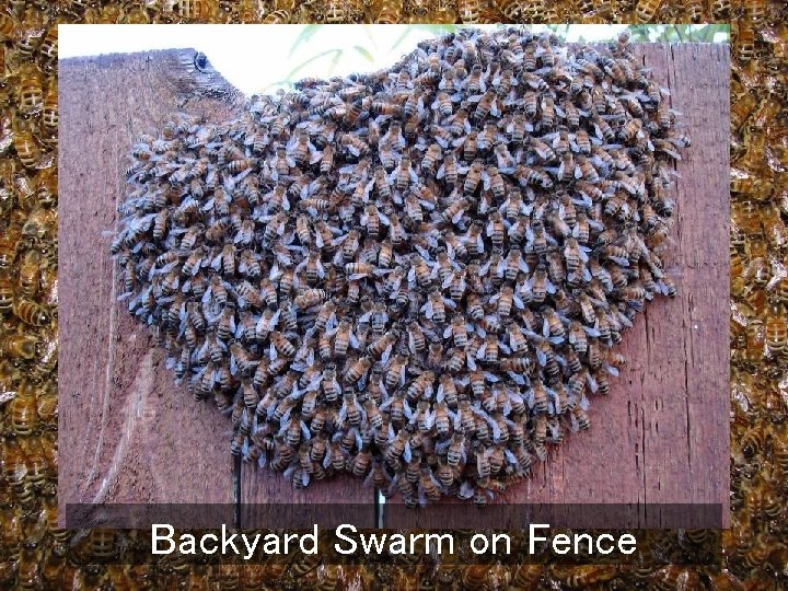 Backyard Swarm on Fence 