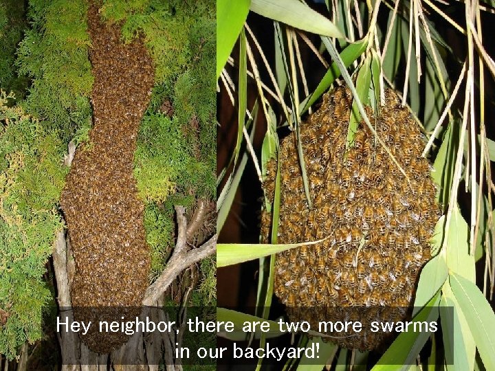 Hey neighbor, there are two more swarms in our backyard! 
