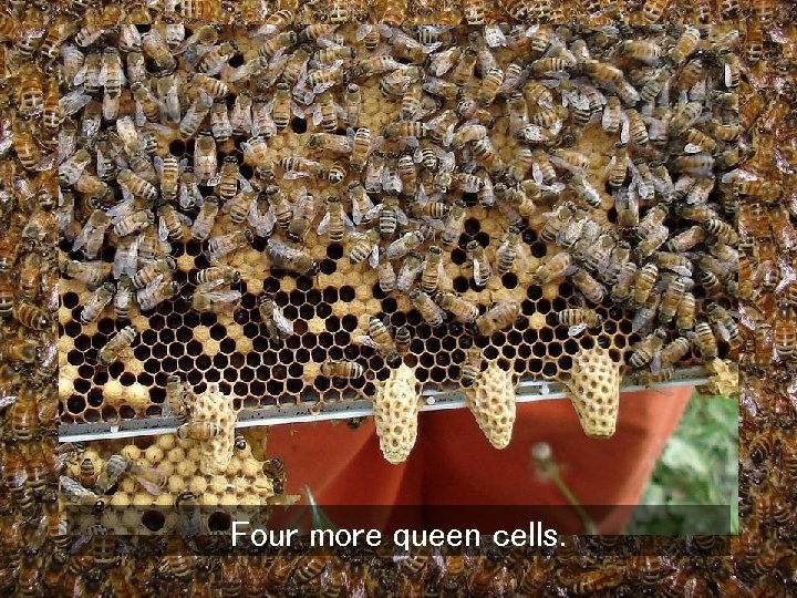 Four more queen cells. 