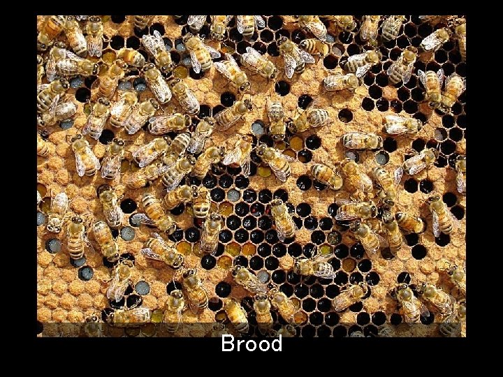 Brood 