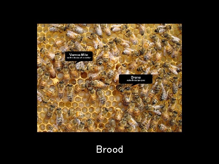 Brood 