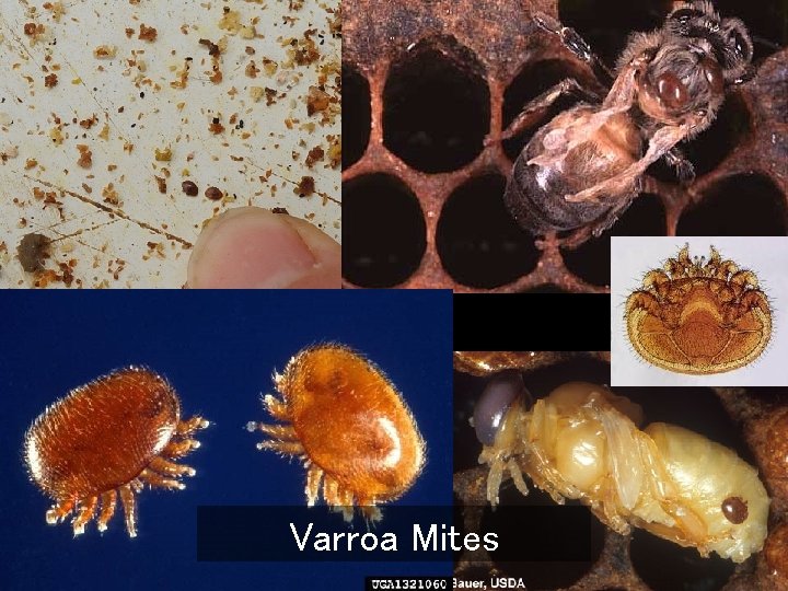 Varroa Mites 