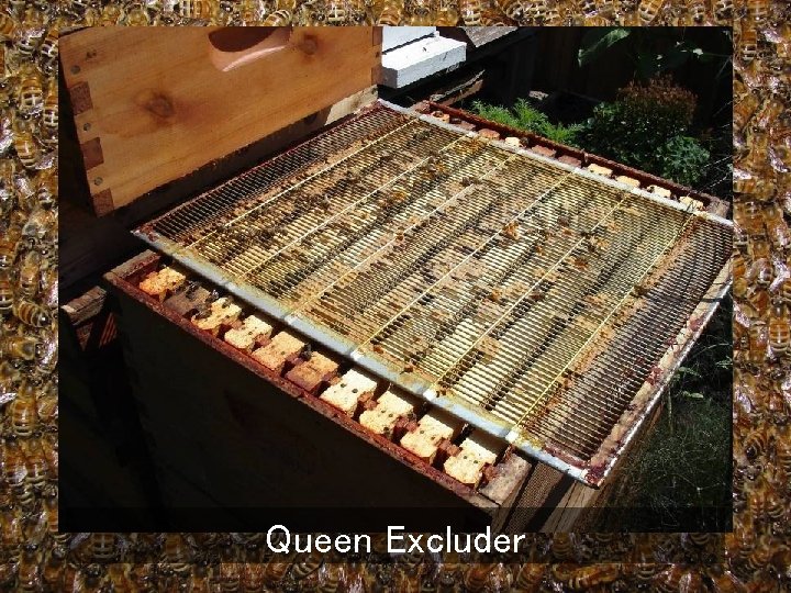 Queen Excluder 