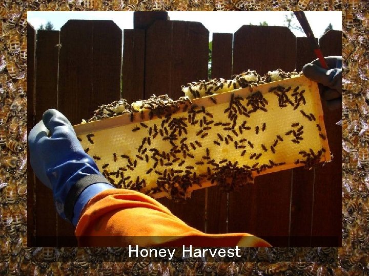 Honey Harvest 