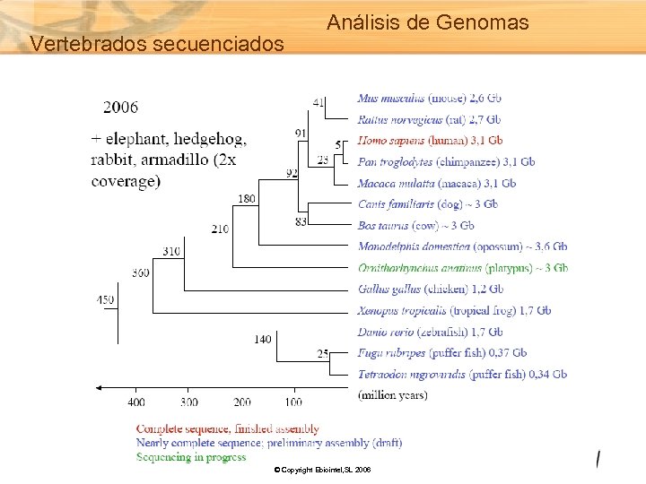 Vertebrados secuenciados Análisis de Genomas © Copyright Ebiointel, SL 2006 