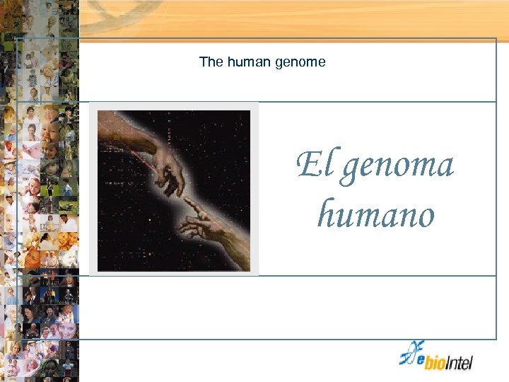 The human genome El genoma humano 