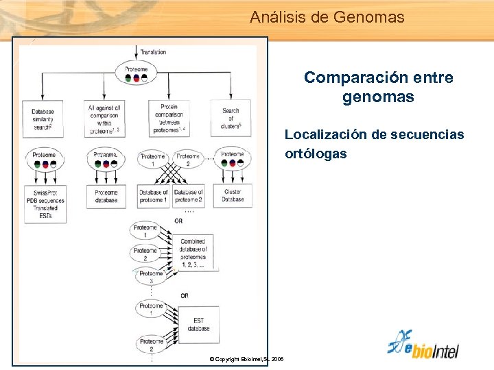 Análisis de Genomas Comparación entre genomas Localización de secuencias ortólogas © Copyright Ebiointel, SL