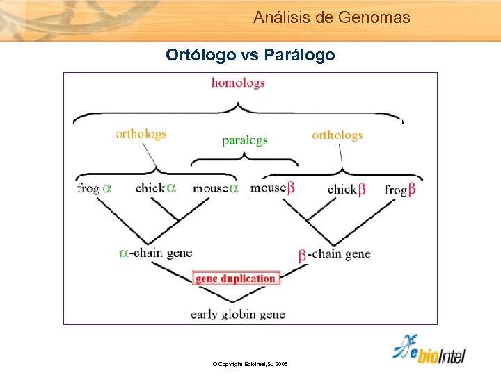 Análisis de Genomas Ortólogo vs Parálogo © Copyright Ebiointel, SL 2006 