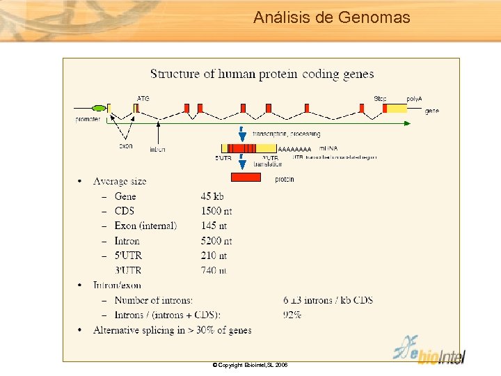 Análisis de Genomas © Copyright Ebiointel, SL 2006 