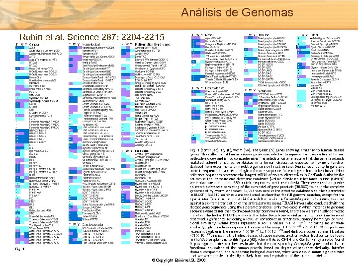 Análisis de Genomas Rubin et al. Science 287: 2204 -2215 © Copyright Ebiointel, SL