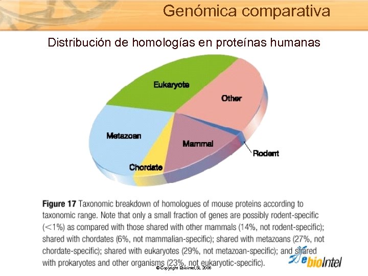 Genómica comparativa Distribución de homologías en proteínas humanas © Copyright Ebiointel, SL 2006 