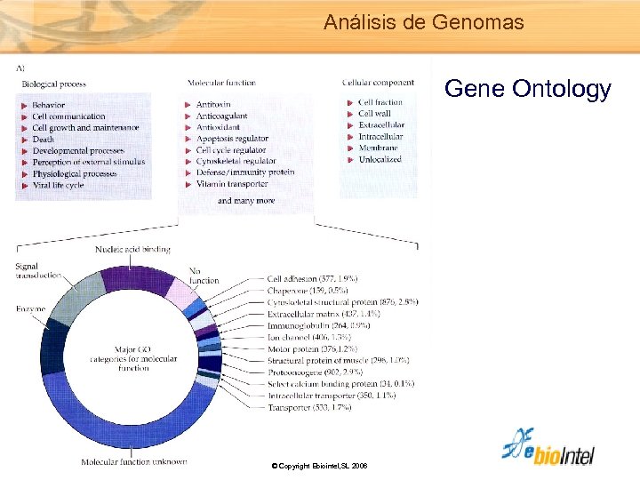 Análisis de Genomas Gene Ontology © Copyright Ebiointel, SL 2006 