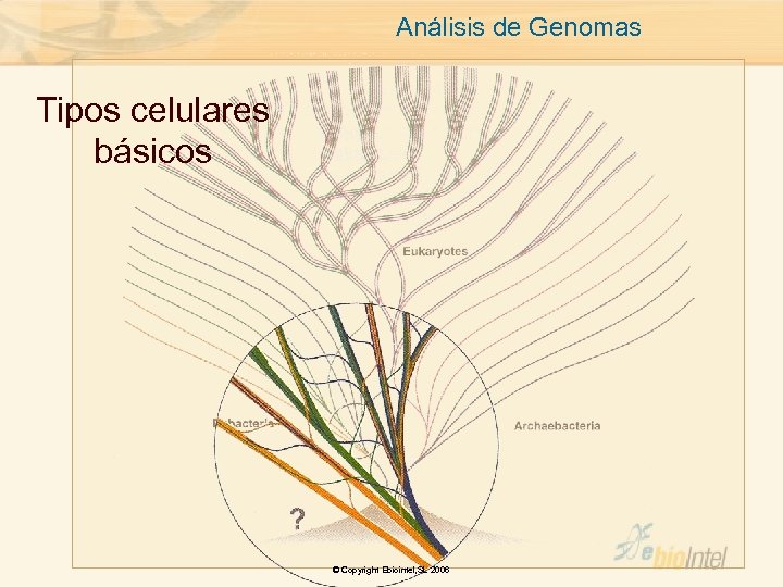 Análisis de Genomas Tipos celulares básicos © Copyright Ebiointel, SL 2006 