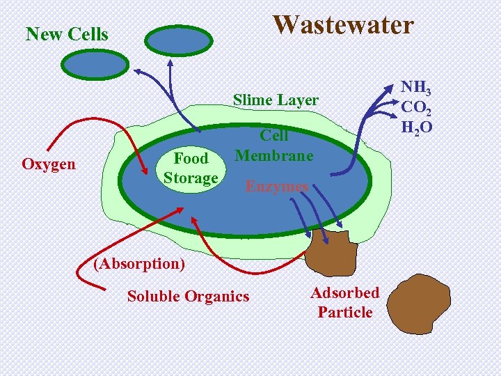 Wastewater New Cells Slime Layer Oxygen Food Storage Cell Membrane Enzymes (Absorption) Soluble Organics