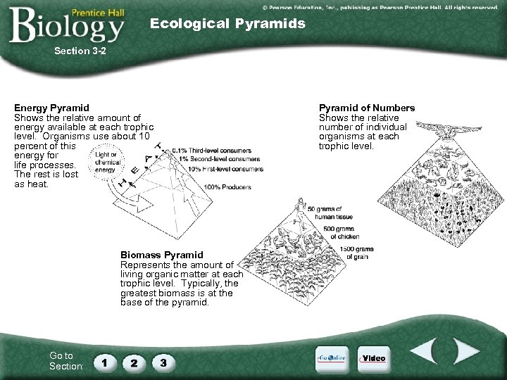 Ecological Pyramids Section 3 -2 Energy Pyramid Shows the relative amount of energy available