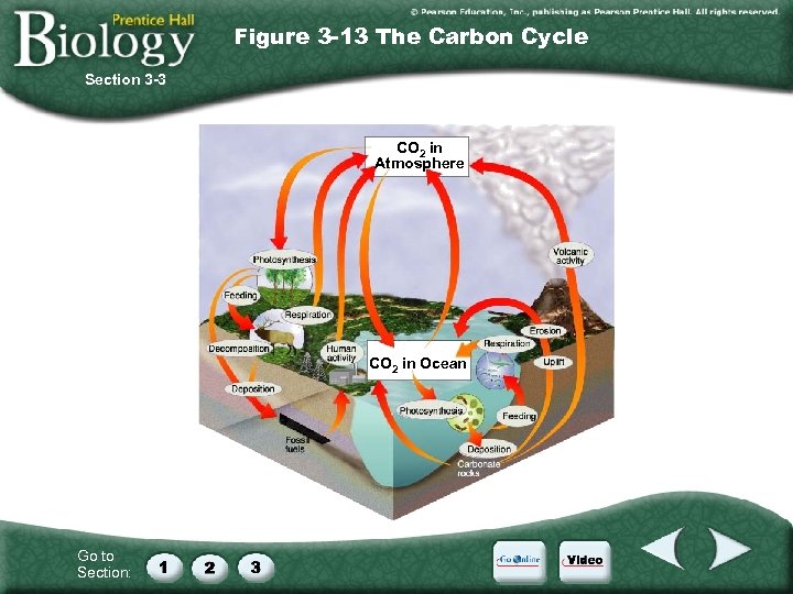 Figure 3 -13 The Carbon Cycle Section 3 -3 CO 2 in Atmosphere CO