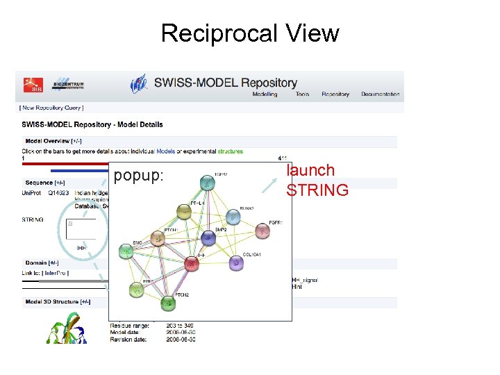 Reciprocal View popup: launch STRING 