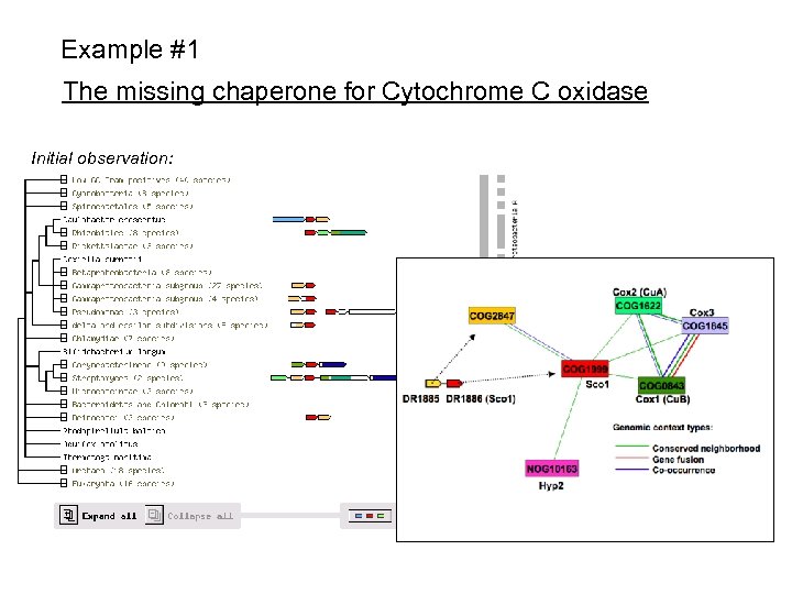 Example #1 The missing chaperone for Cytochrome C oxidase Initial observation: 