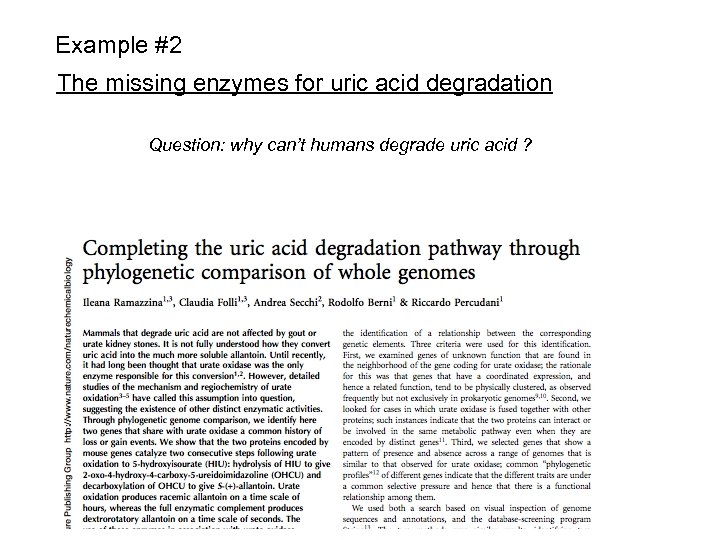 Example #2 The missing enzymes for uric acid degradation Question: why can’t humans degrade