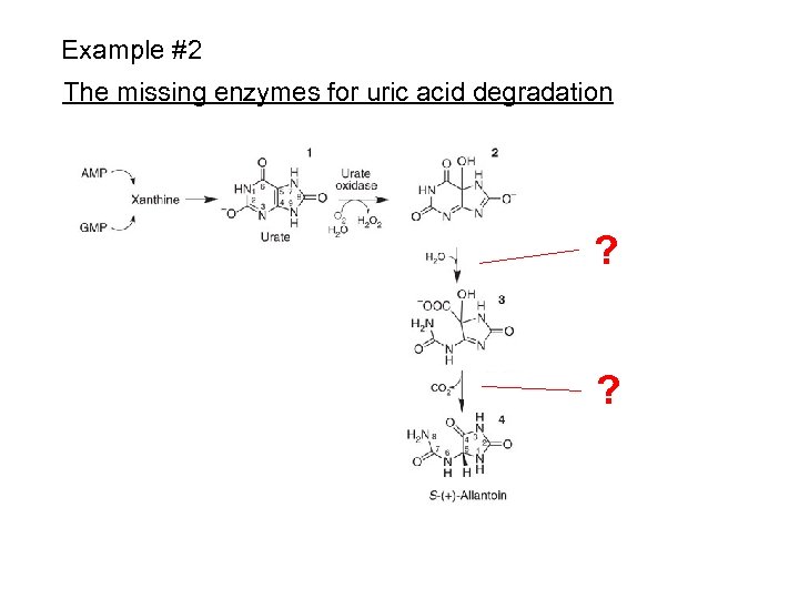 Example #2 The missing enzymes for uric acid degradation ? ? 