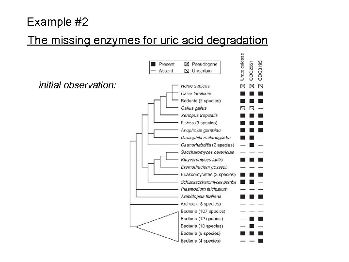 Example #2 The missing enzymes for uric acid degradation initial observation: 