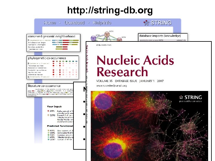 http: //string-db. org Numbers: • 630 organisms • 2. 6 Mio proteins • 88